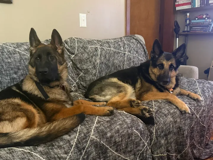 Charlie and London lying side by side on a couch