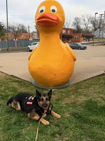 Charlie on duty in his service vest, lying on the grass beside a giant yellow duck statue
