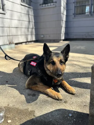Charlie in his service dog vest