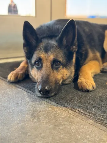Charlie resting by the door