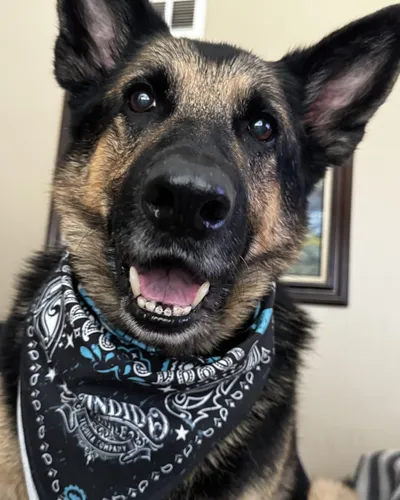 Charlie smiling in a black bandana